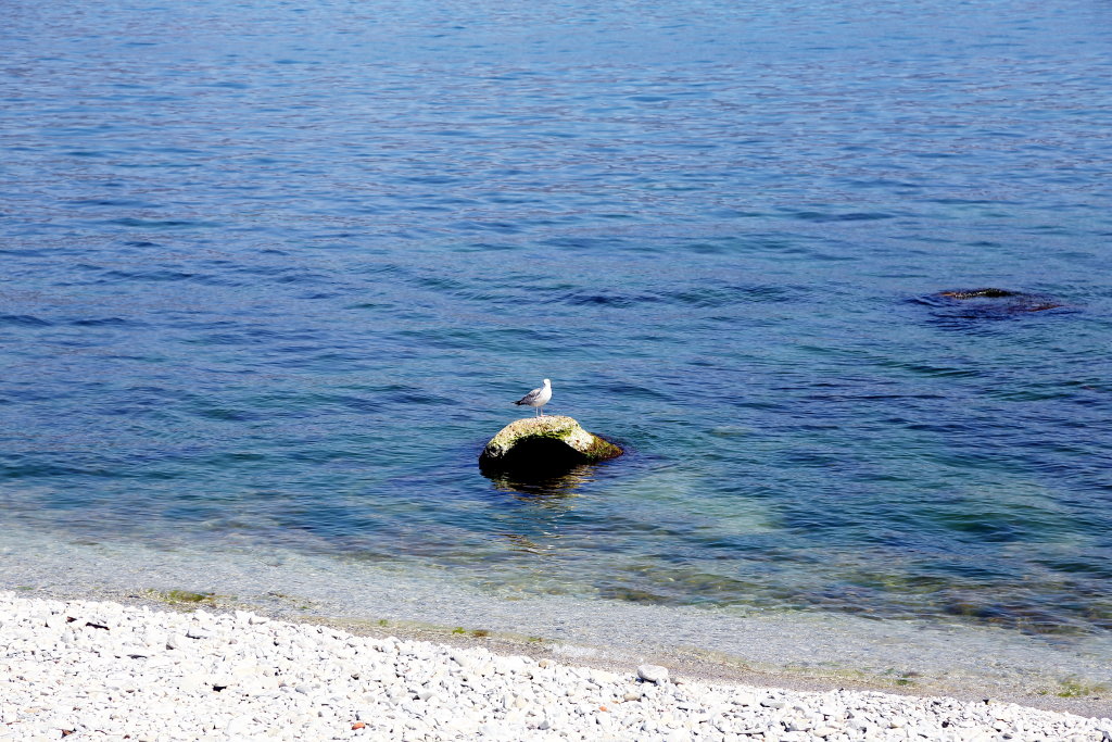Одинокая чайка на фоне моря. Апрель 2019, Новороссийск