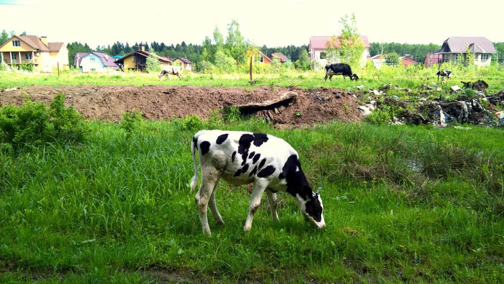 Теленок с коровами возле домов СНТ "Клюковка-1"  (05.2016), Ивантеевка