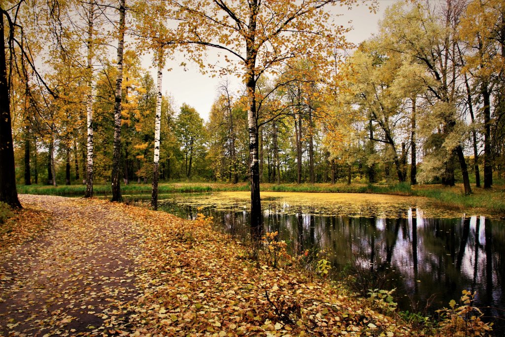 Осень в парке Майданово., Клин
