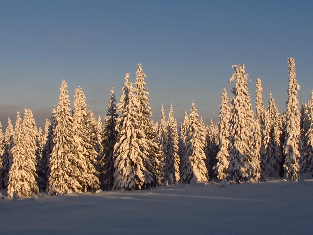 Зимний лес, Кизел