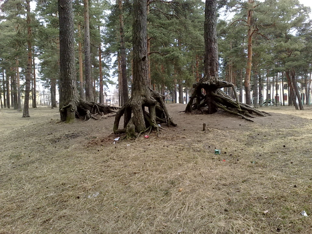 шагающий лес возле дома культуры, Приозерск