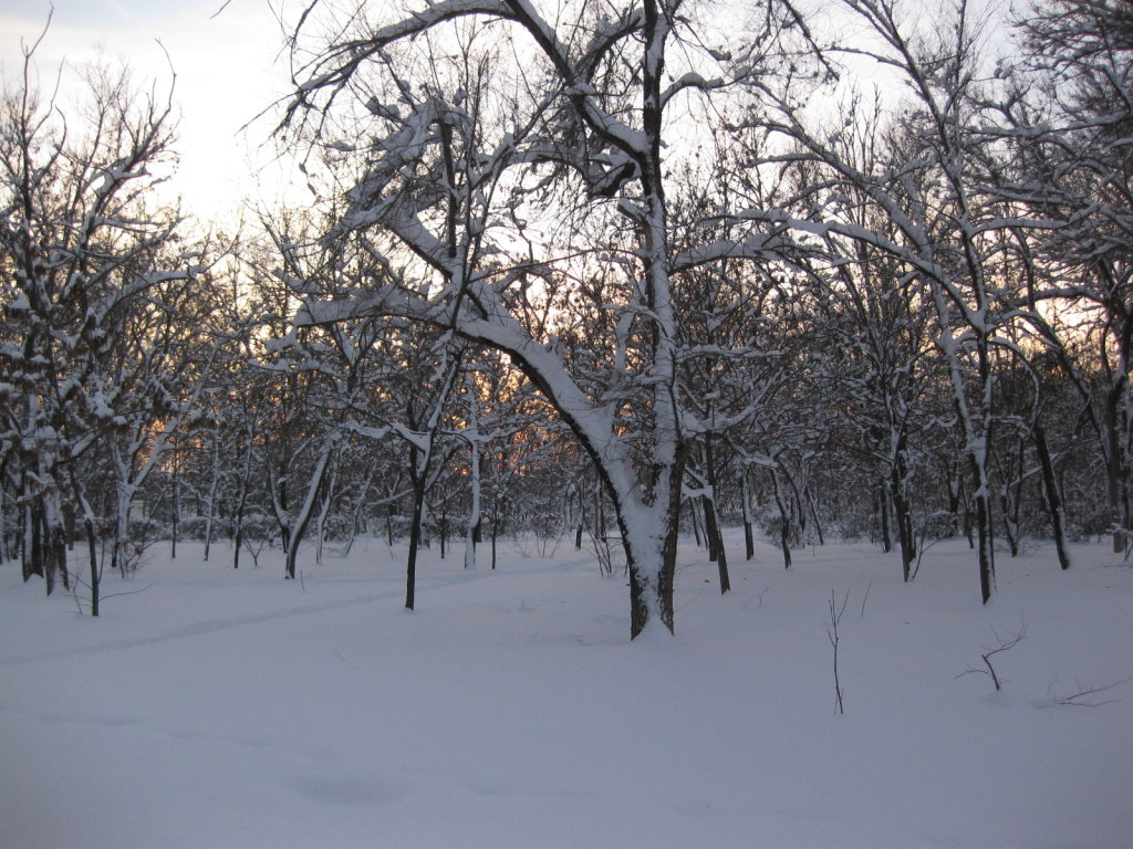 Зима, Буденновск