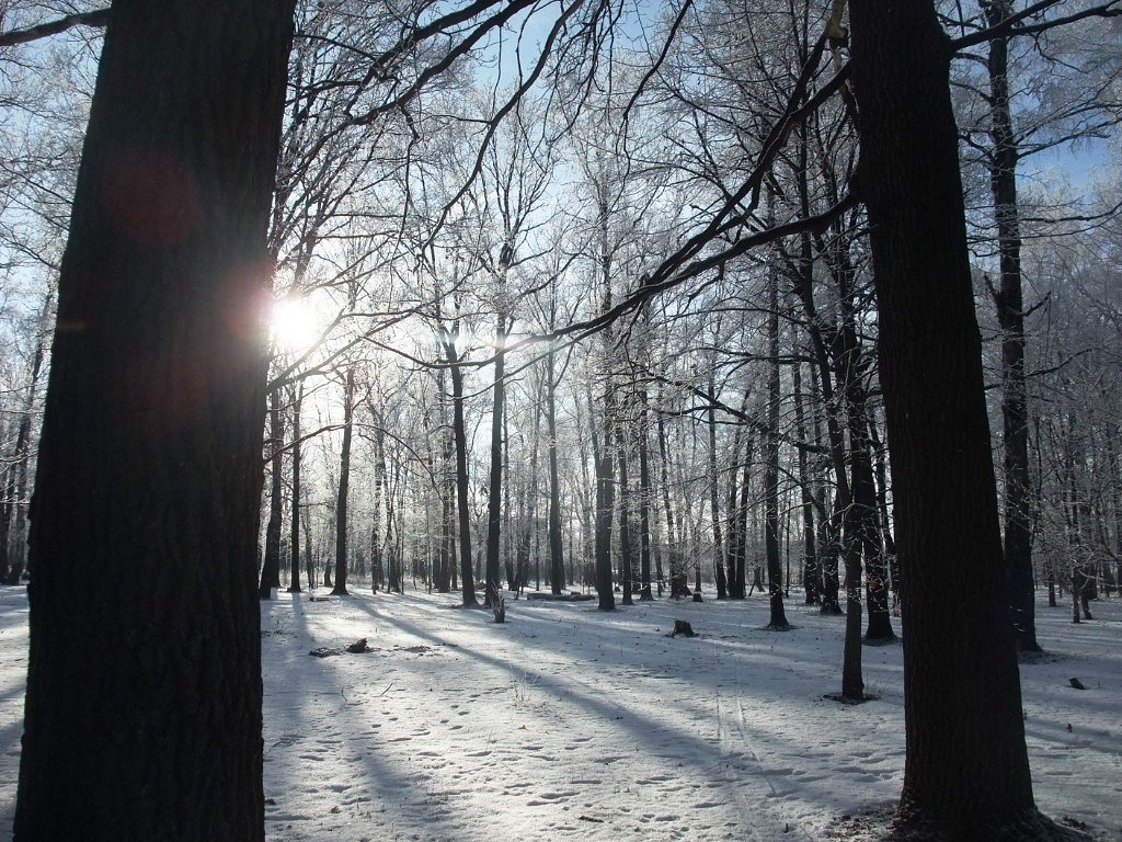Зима и солнце - парк прекрасен, Болохово