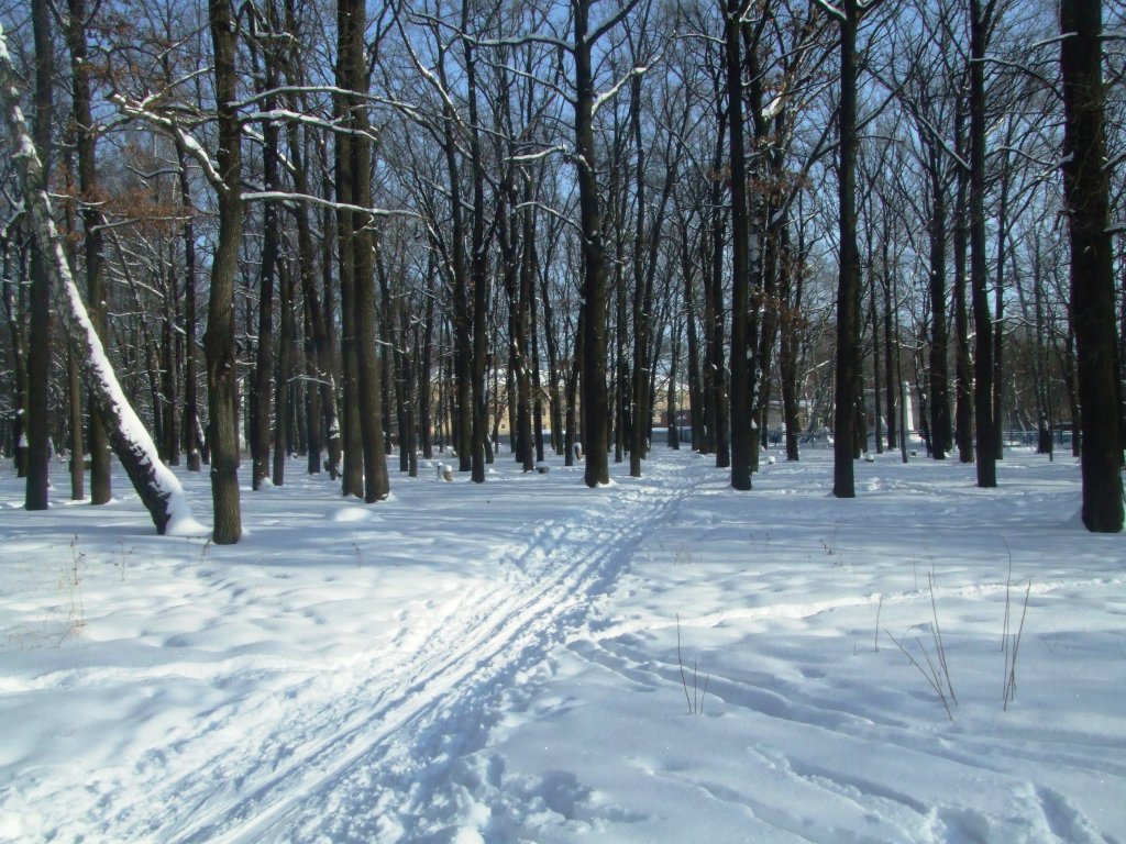 Зима, лыжня и парк чудесный, Болохово