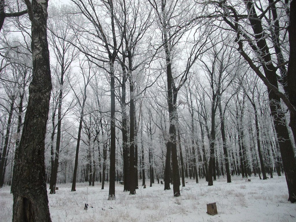 Нежный рисунок зимы, Болохово