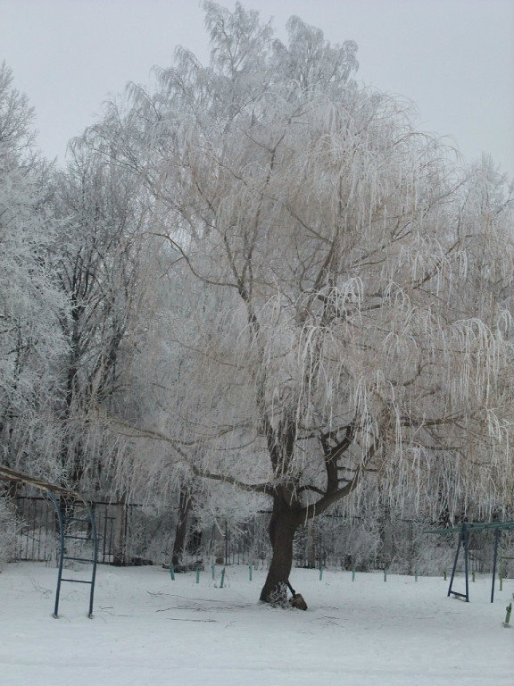Плакучая ива на стадионе зимой., Болохово