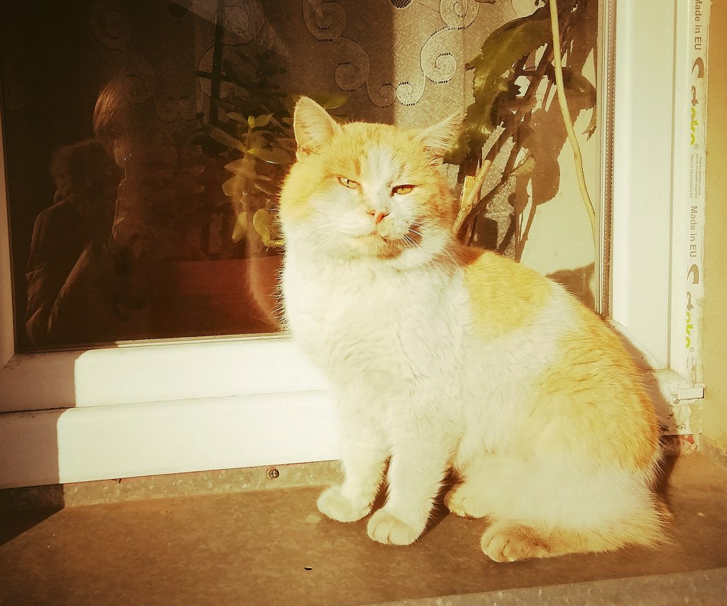 Мелитопольский кот! Встречает весеннее солнце :), Мелитополь