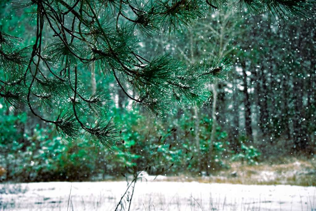 Вилковский лес зимой, Вилково