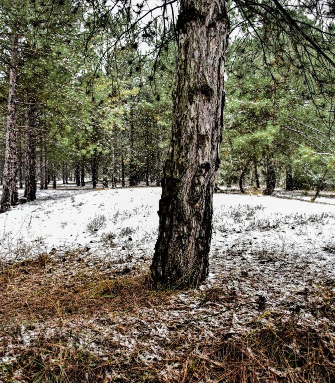 Вилковский лес зимой, Вилково