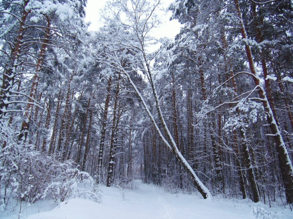 Зимовий ліс, Маневичи