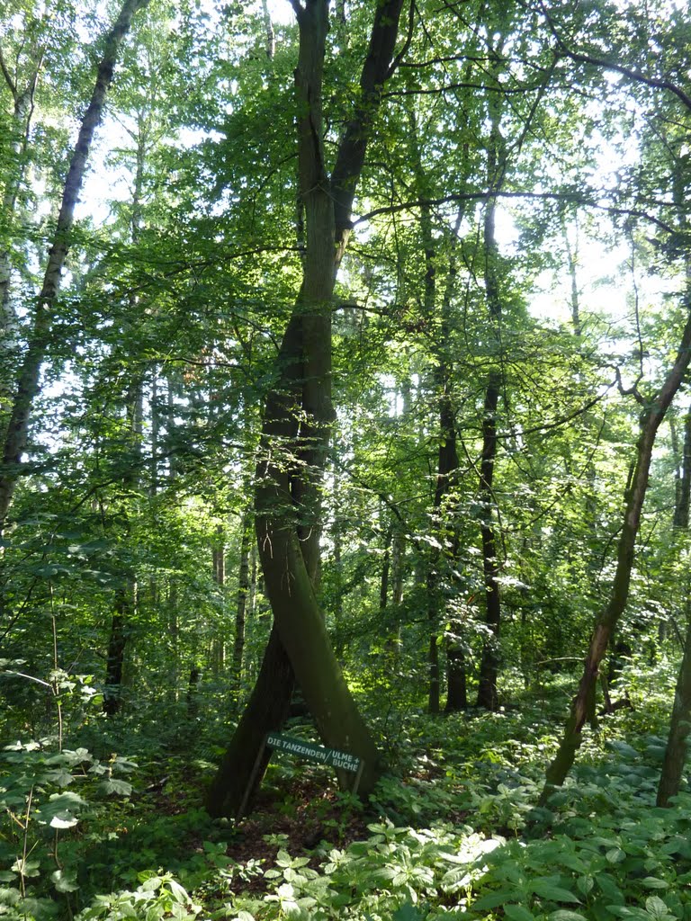 Tanzende Bäume in Teterow, Грейфсвальд