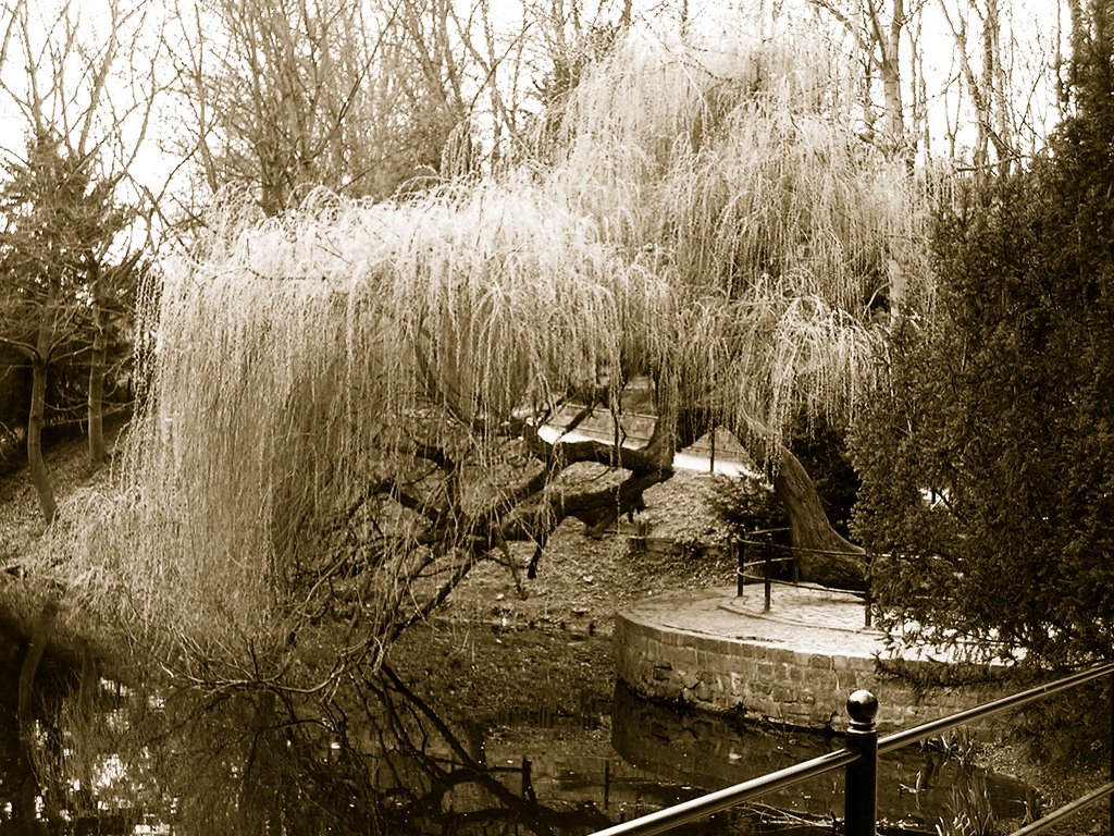 Weeping willow, Росток
