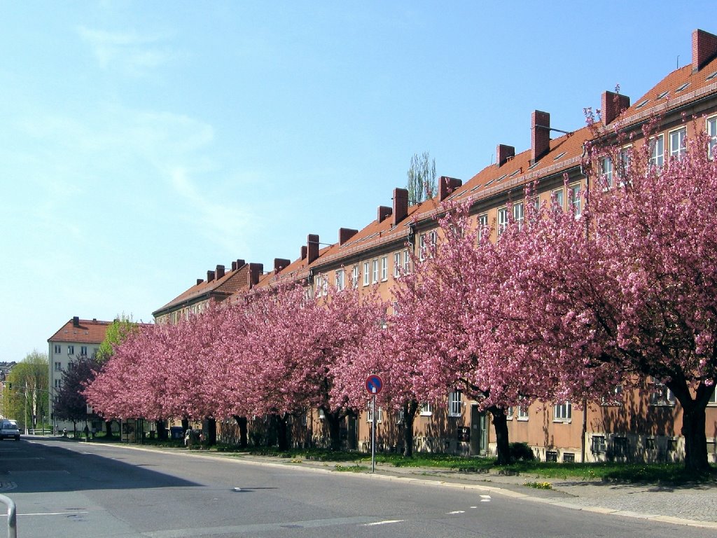 Chemnitz-Japanische Kirschbäume in der Lutherstraße, Хемниц