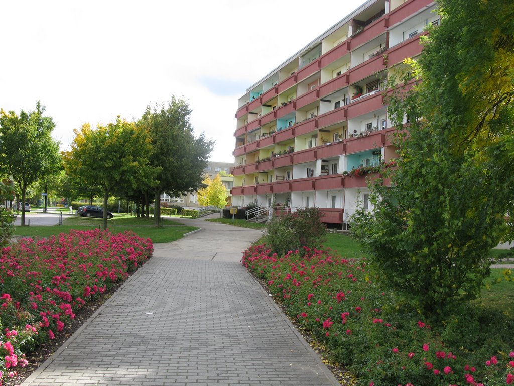 Roses and building, Бернбург