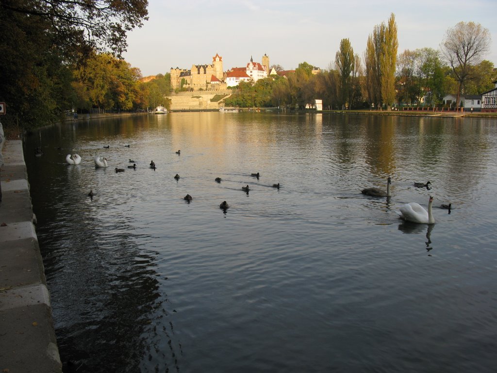 Swans and Ducks, Бернбург