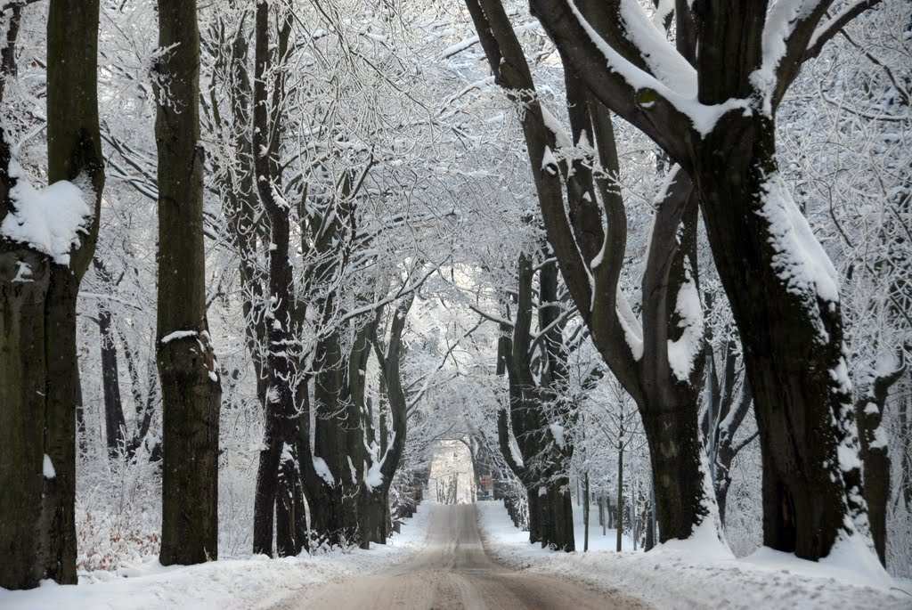 Schwarz-weiß - die Allee im Winter, Гота