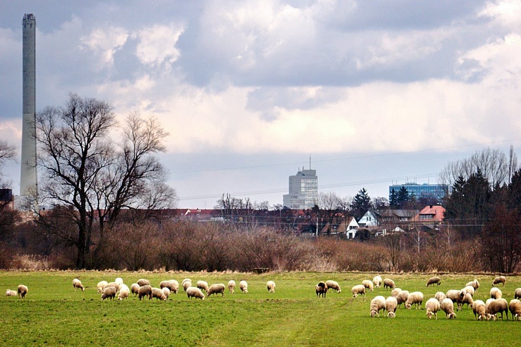 Schafe im Wiesengrund, Ерланген