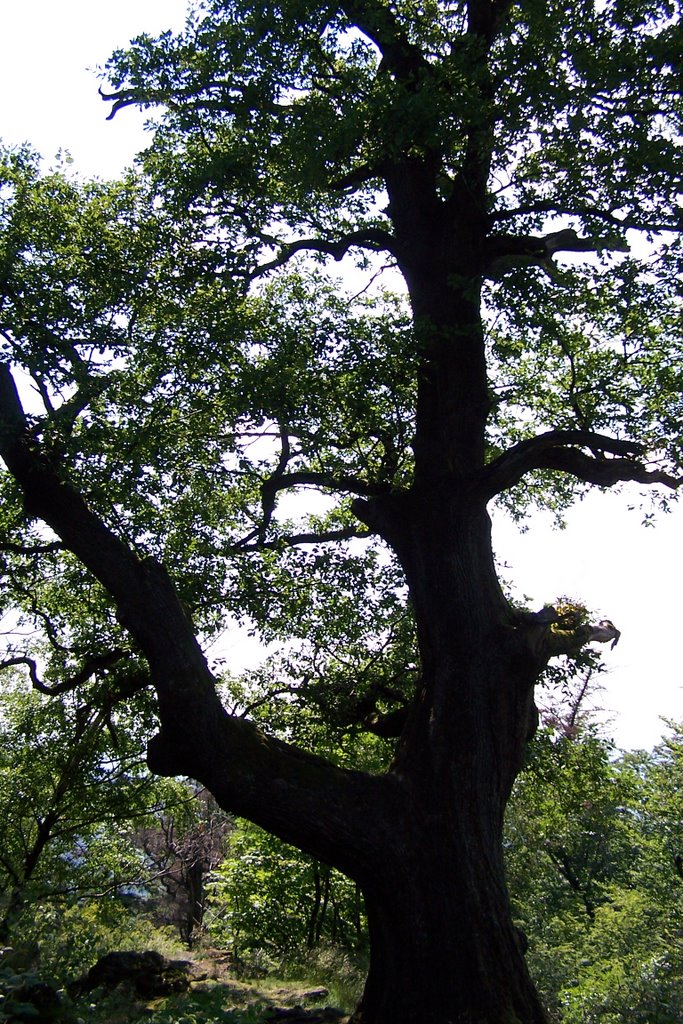 Old Oak Tree,near Baden-Baden,Germany, Баден-Баден