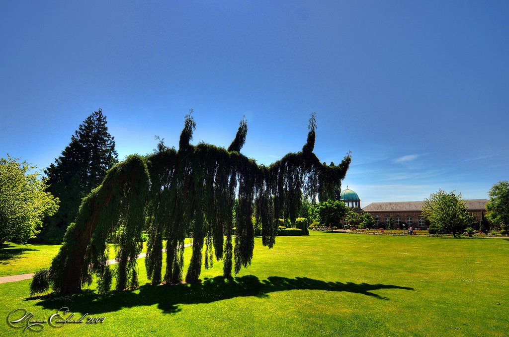 (Dino)-Baum im Schlossgarten, Карлсруэ