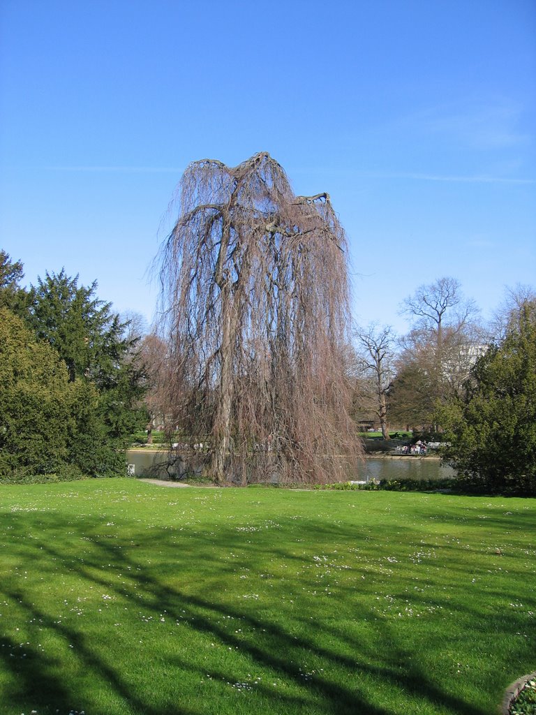 Schöne Trauerweide im Zoo / Nice weeping willow in the zoo, Карлсруэ