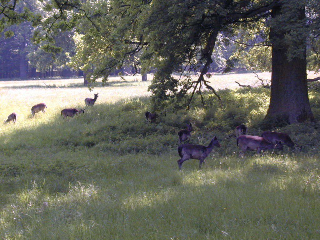 Deer in Favorite game park, Ludwigsbur, Людвигсбург