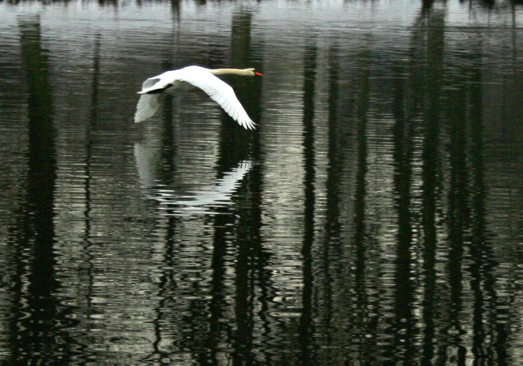 swan lake, Ульм