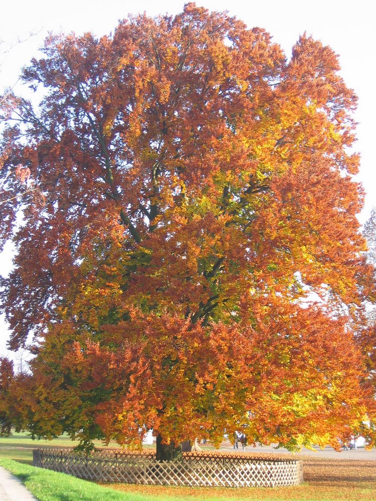 Im Herbst, Фридрихсхафен