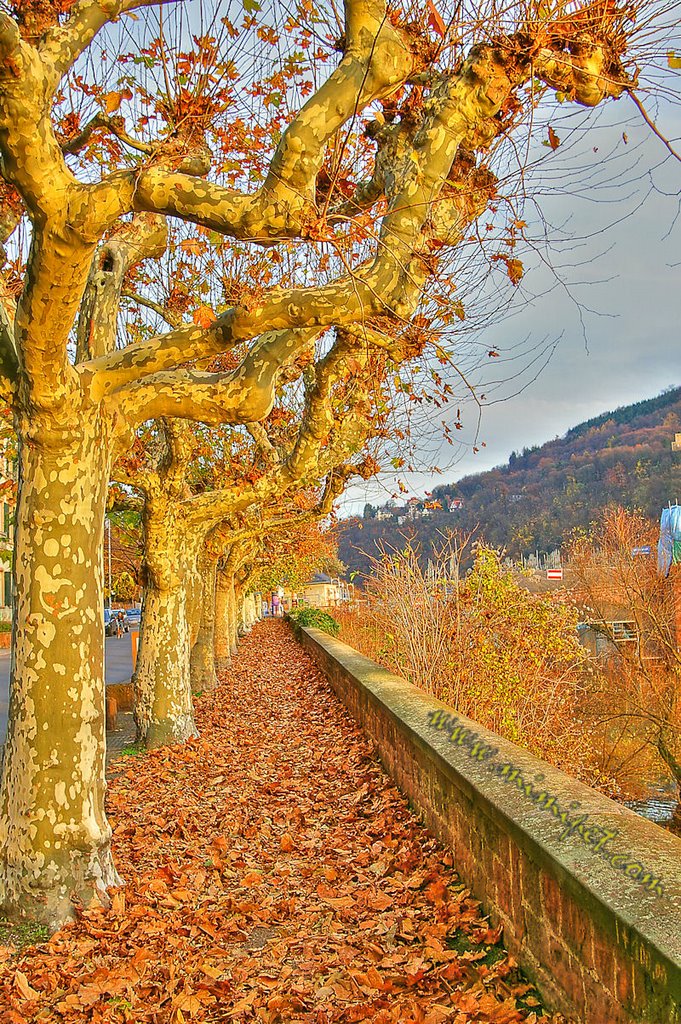 #68 - "Golden Autumn", Heidelberg, Germany, Хейдельберг