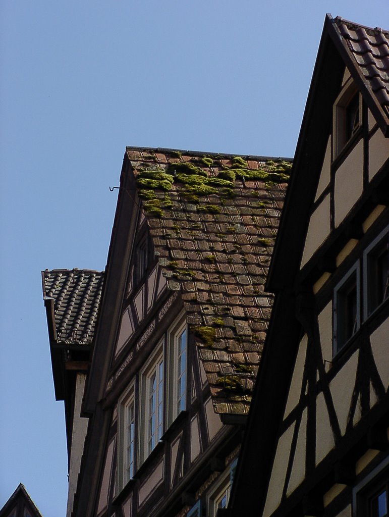 Tübinger Dächer, Роттвайл