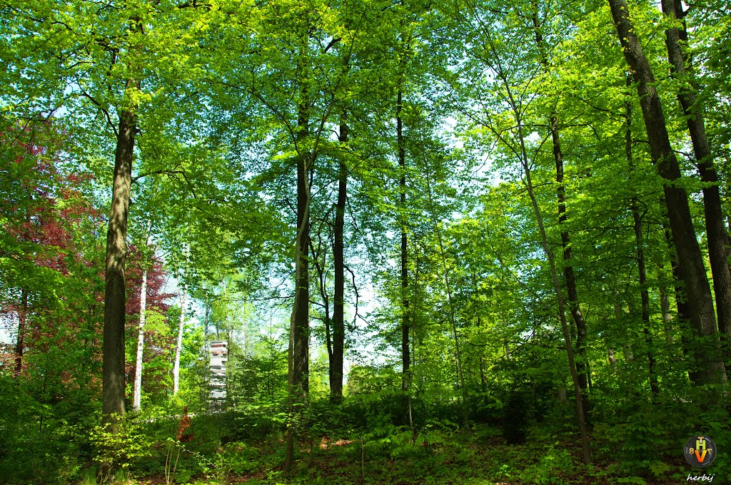 Schatten spendende Bäume, Филлинген-Швеннинген