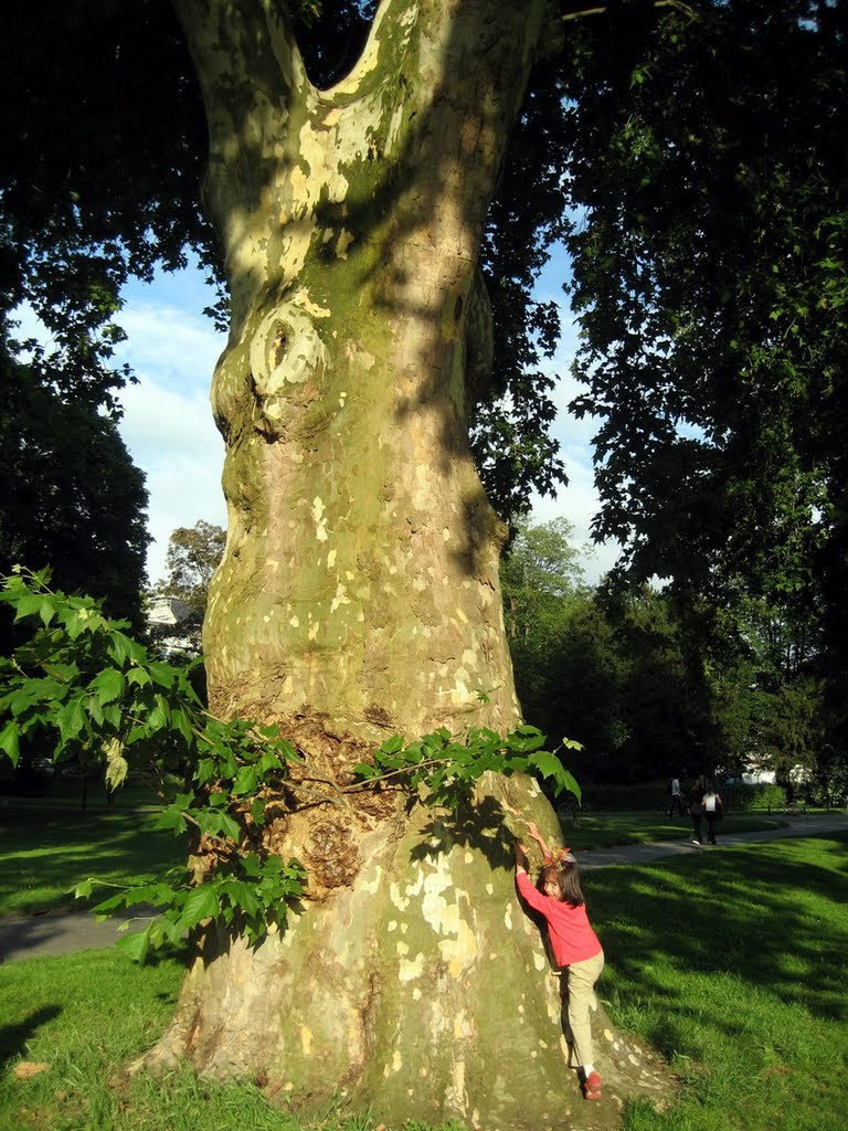 Giant TREE!!, Дармштадт