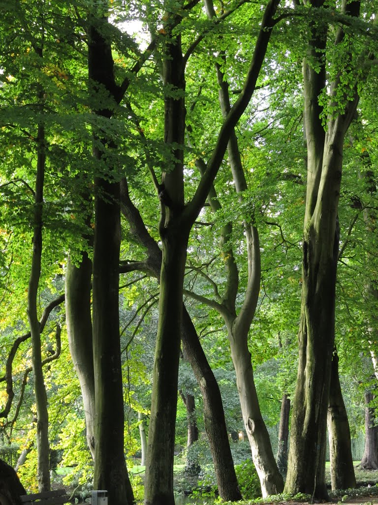 Bäume, Delmenhorst Burginsel, Дельменхорст