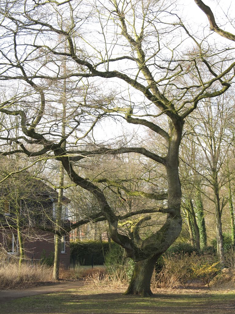 Baum Delmenhorst Park, Дельменхорст