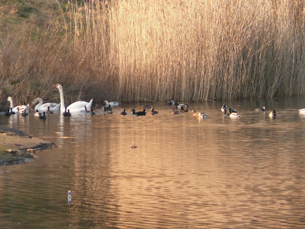 Lüneburg - Tierwelt am Kreidebergsee im Februar 2008, Лунебург