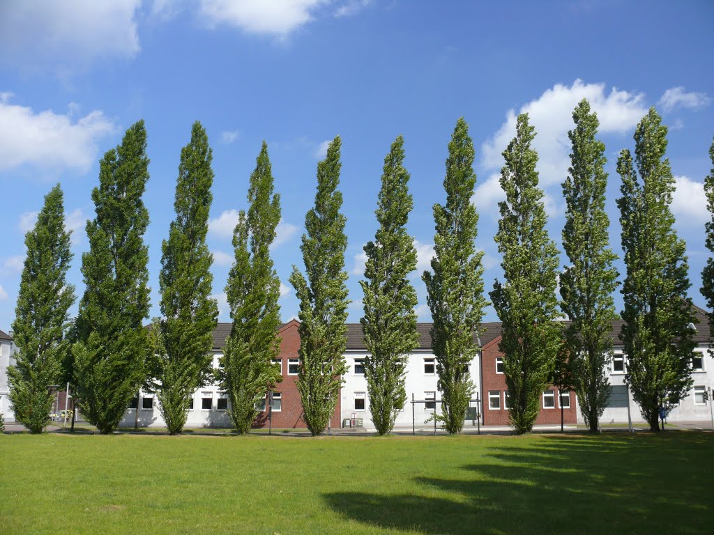 Oldenburg Stau Pappelreihe (Mai 2009), Олденбург