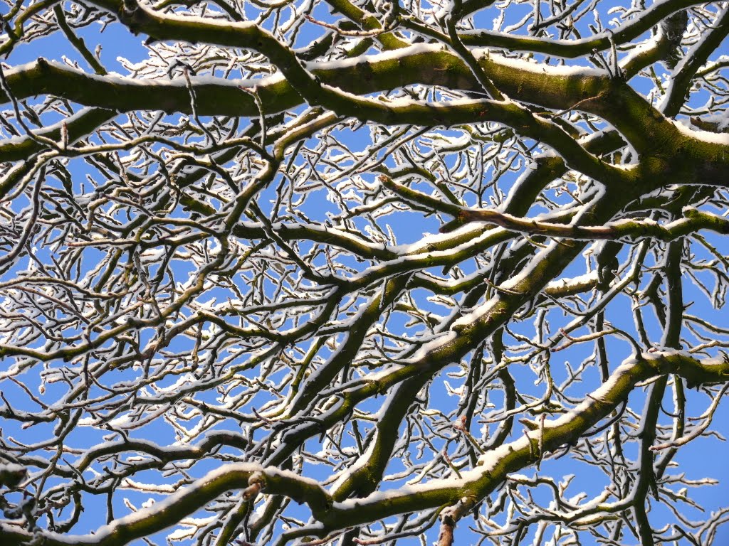 Baum mit schneebedeckten Ästen, Олденбург