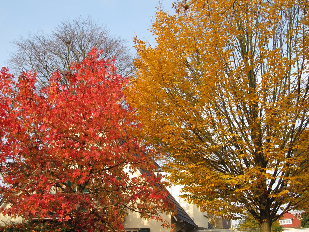 Bäume in Herbstfärbung, Олденбург