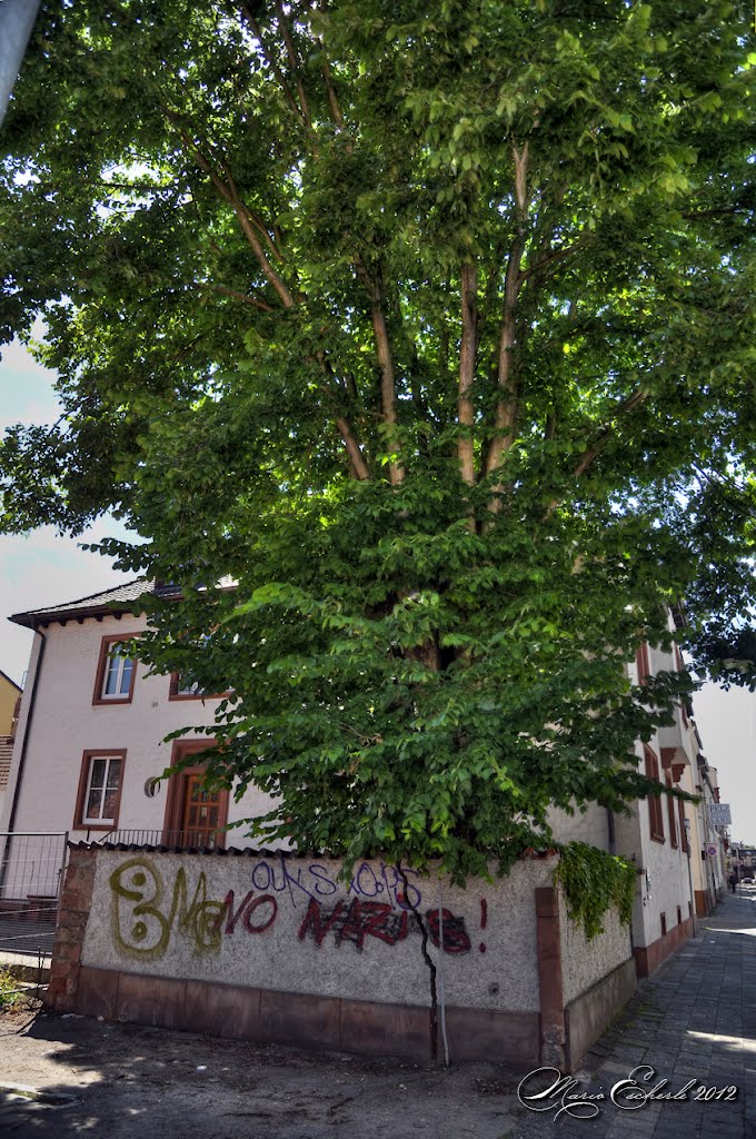 Schöner Baum in der Weberstraße, Кайзерслаутерн