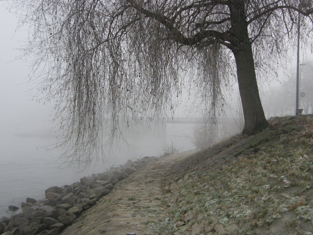 Winter Willow, Майнц