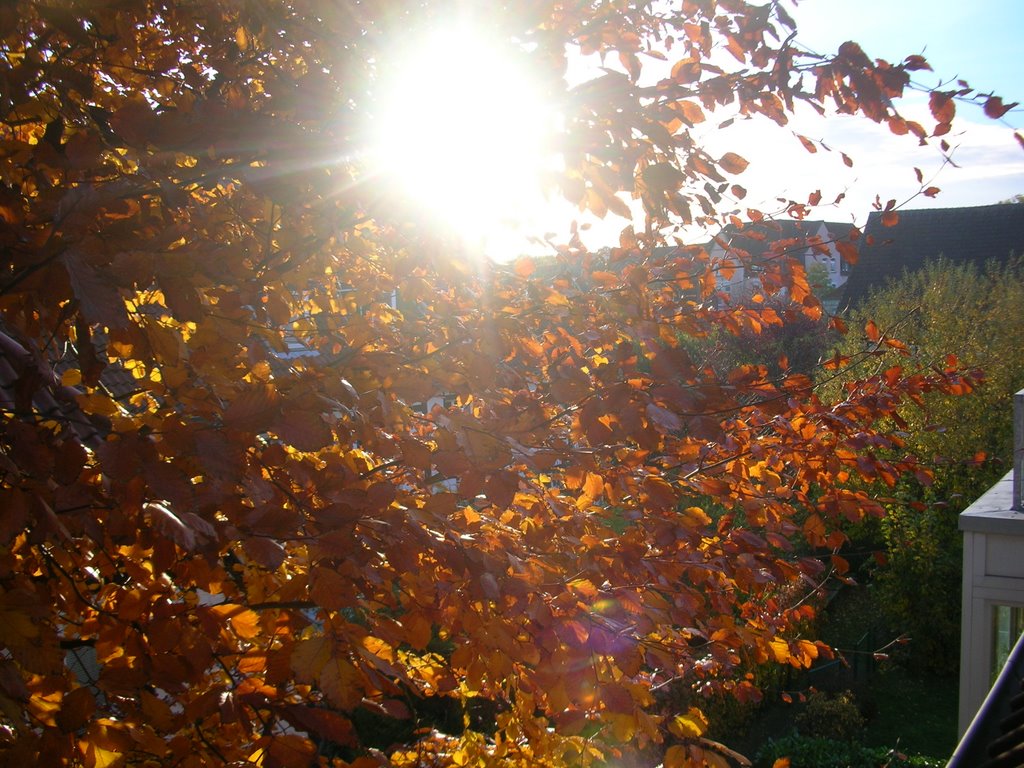 Herbstsonne, Ален