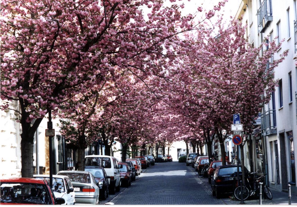 Bonner Altstadt, Zierkirschblüte, Бонн