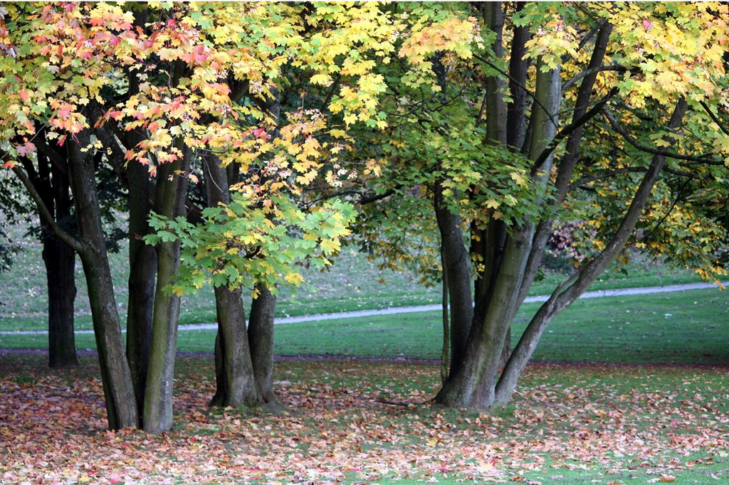 Herbstliche Baumgruppe in der Schmechtingwiese, Бохум