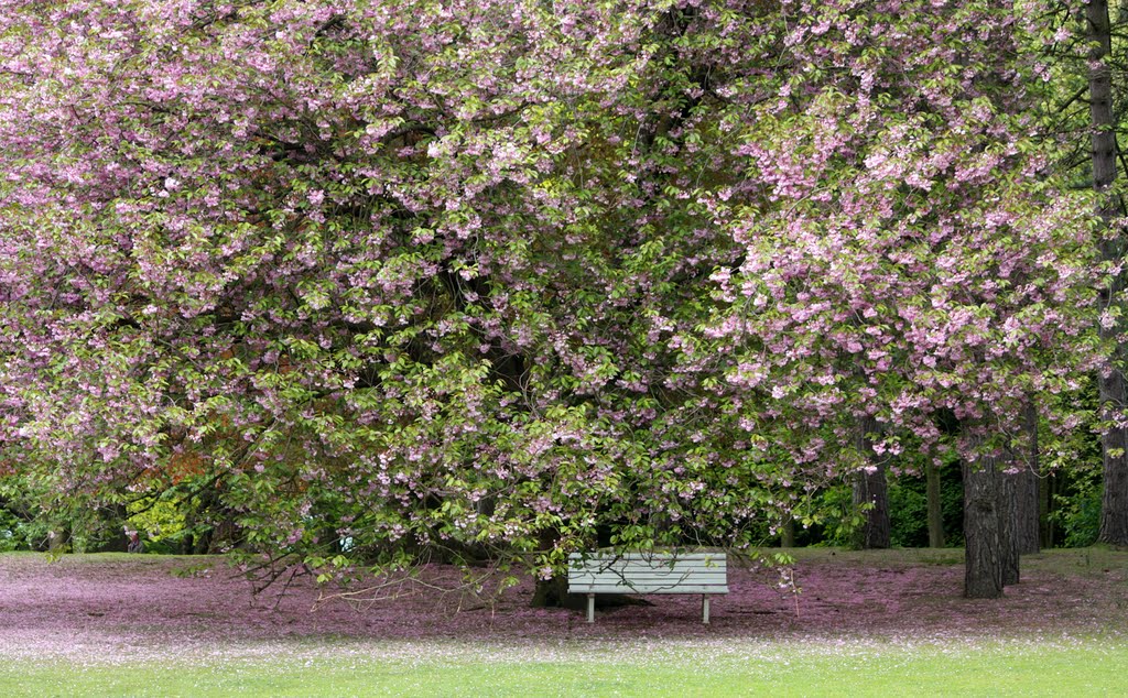 Ausruhen im Stadtparkblütenblättermeer, Бохум