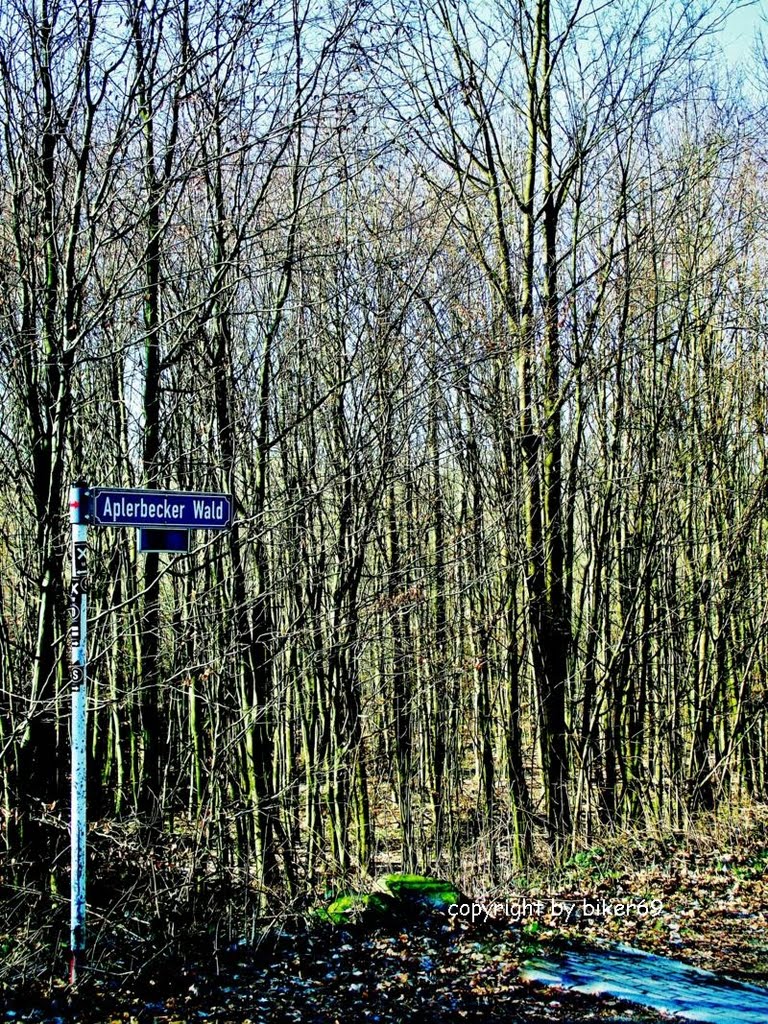 Aplerbecker Wald / Forest of Aplerbeck, Брул