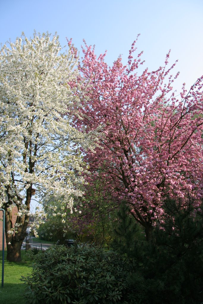 Kirschblüte, Лунен