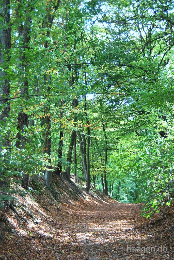 Hohlweg im Herbst am Aplerbecker Wald (DO), Марл