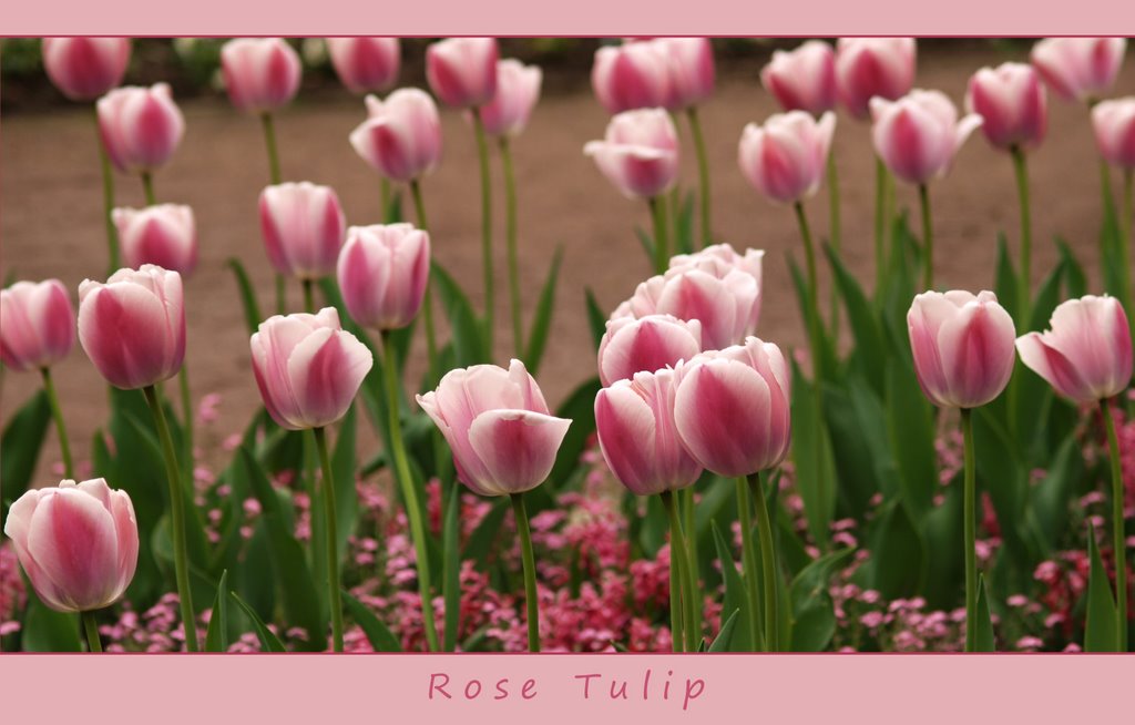Rose Tulip (2009), Монхенгладбах