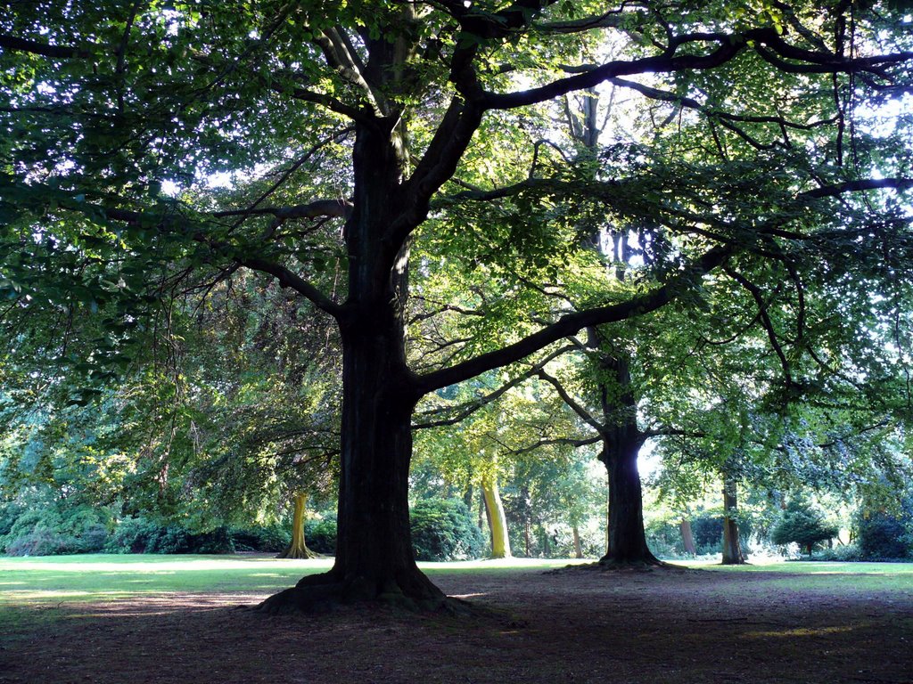 Parkbäume - Trees in a Park, Монхенгладбах