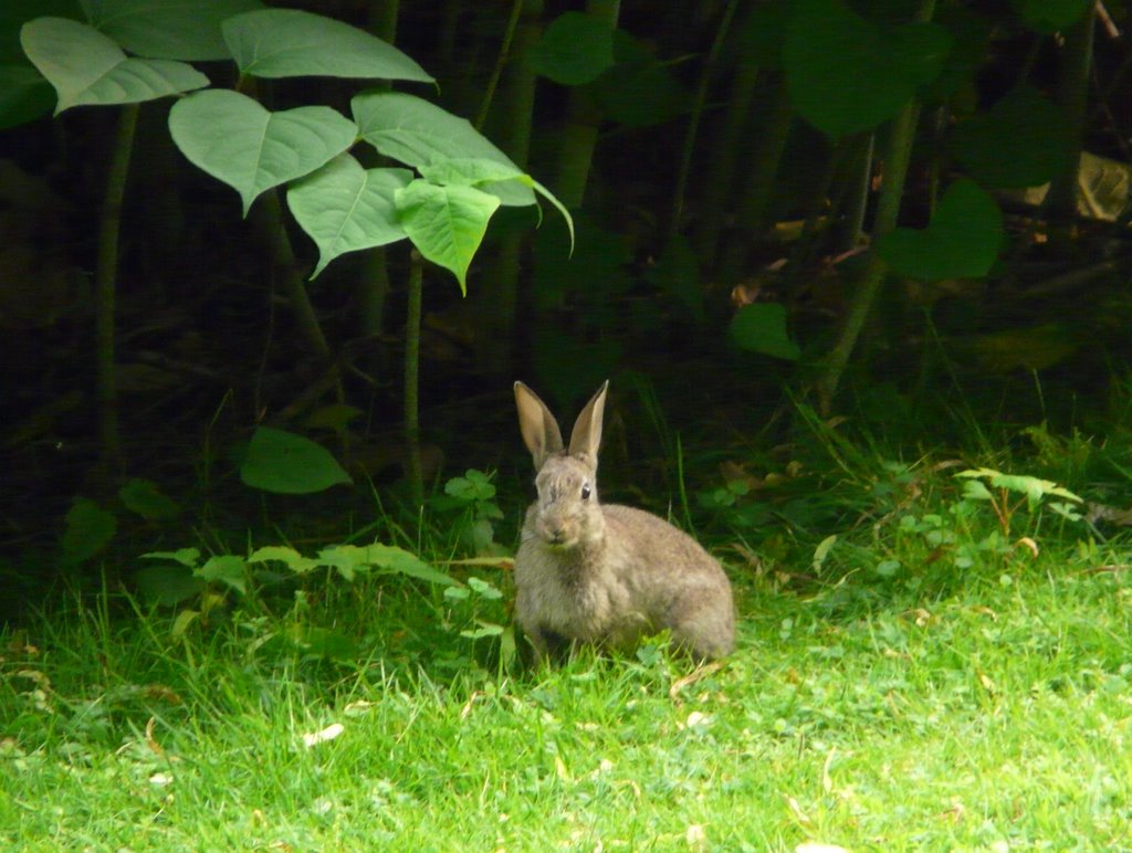 One Of Many Rabbits In Münsters Promenade, Мюнстер