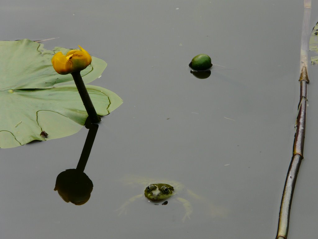 Gelbe Teichrose (Nuphar lutea) Yellow Water Lily And A Frog, Мюнстер